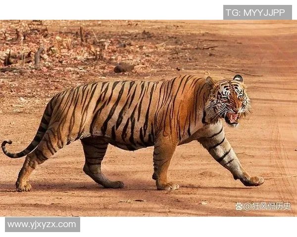 英国足球明星老虎的传奇故事与辉煌成就揭秘